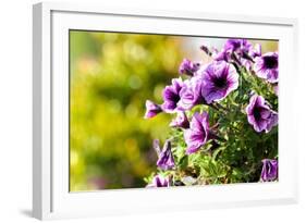 Petunias-Piyaphat-Framed Photographic Print