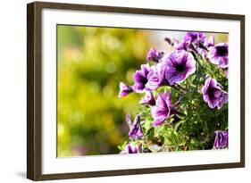 Petunias-Piyaphat-Framed Photographic Print