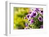 Petunias-Piyaphat-Framed Photographic Print