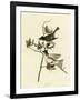 Pewit Flycatcher-null-Framed Giclee Print