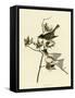 Pewit Flycatcher-null-Framed Stretched Canvas