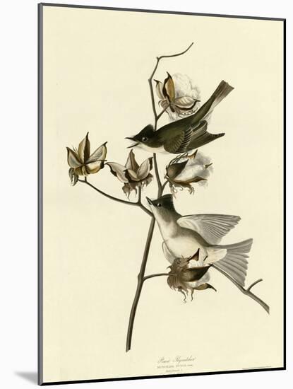 Pewit Flycatcher-null-Mounted Giclee Print