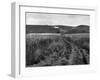 Pewsey White Horse-Fred Musto-Framed Photographic Print