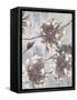 Pewter Petals 1-Jurgen Gottschlag-Framed Stretched Canvas