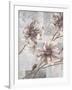 Pewter Petals 2-Jurgen Gottschlag-Framed Art Print