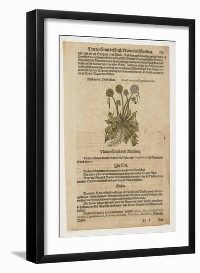 Pfaffenrorle, from Commentarii in Sex Libros Pedacii Dioscoridis, 1544-85 (Hand-Coloured Woodcut)-Pietro Andrea Mattioli-Framed Giclee Print