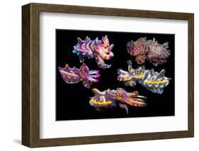 Pfeffer's flamboyant cuttlefish composite image, Indo-Pacific-Georgette Douwma-Framed Photographic Print