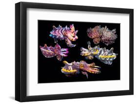 Pfeffer's flamboyant cuttlefish composite image, Indo-Pacific-Georgette Douwma-Framed Photographic Print