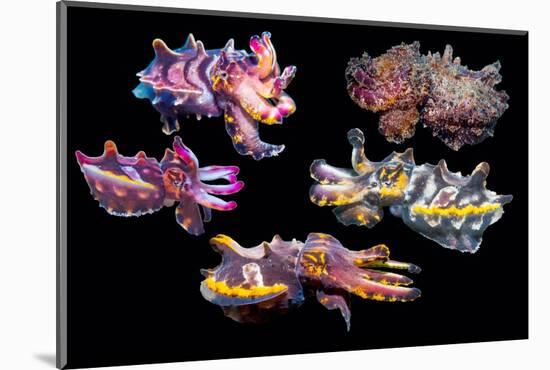 Pfeffer's flamboyant cuttlefish composite image, Indo-Pacific-Georgette Douwma-Mounted Photographic Print