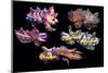 Pfeffer's flamboyant cuttlefish composite image, Indo-Pacific-Georgette Douwma-Mounted Photographic Print