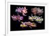 Pfeffer's flamboyant cuttlefish composite image, Indo-Pacific-Georgette Douwma-Framed Photographic Print