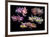 Pfeffer's flamboyant cuttlefish composite image, Indo-Pacific-Georgette Douwma-Framed Photographic Print