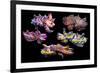 Pfeffer's flamboyant cuttlefish composite image, Indo-Pacific-Georgette Douwma-Framed Photographic Print