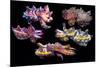 Pfeffer's flamboyant cuttlefish composite image, Indo-Pacific-Georgette Douwma-Mounted Photographic Print