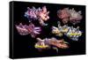 Pfeffer's flamboyant cuttlefish composite image, Indo-Pacific-Georgette Douwma-Framed Stretched Canvas