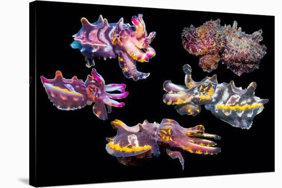 Pfeffer's flamboyant cuttlefish composite image, Indo-Pacific-Georgette Douwma-Stretched Canvas