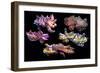 Pfeffer's flamboyant cuttlefish composite image, Indo-Pacific-Georgette Douwma-Framed Photographic Print