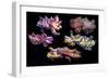 Pfeffer's flamboyant cuttlefish composite image, Indo-Pacific-Georgette Douwma-Framed Photographic Print