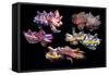 Pfeffer's flamboyant cuttlefish composite image, Indo-Pacific-Georgette Douwma-Framed Stretched Canvas