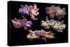 Pfeffer's flamboyant cuttlefish composite image, Indo-Pacific-Georgette Douwma-Stretched Canvas