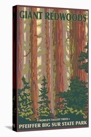 Pfeiffer Big Sur State Park, California - Giant Redwoods-Lantern Press-Stretched Canvas