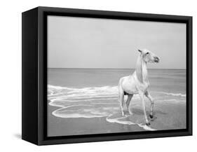 Pferd-Traum 4, 2015-Jaschi Klein-Framed Stretched Canvas