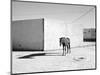Pferd-Traum 5, 2015-Jaschi Klein-Mounted Photographic Print