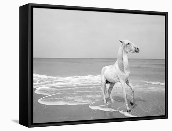 Pferd-Traum 5-Jaschi Klein-Framed Stretched Canvas