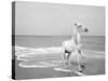 Pferd-Traum 5-Jaschi Klein-Stretched Canvas