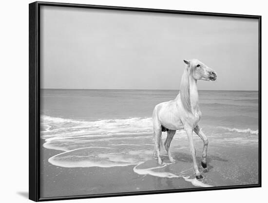 Pferd-Traum 5-Jaschi Klein-Framed Photographic Print