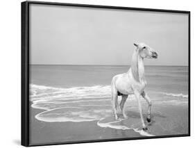 Pferd-Traum 5-Jaschi Klein-Framed Photographic Print