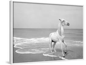 Pferd-Traum 5-Jaschi Klein-Framed Photographic Print