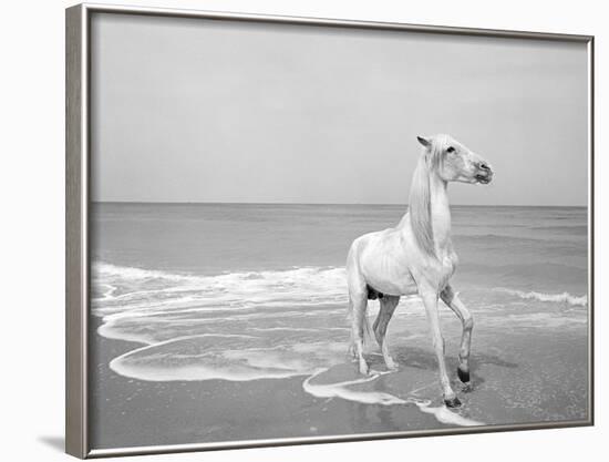 Pferd-Traum 5-Jaschi Klein-Framed Photographic Print