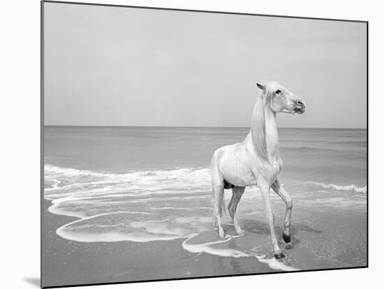 Pferd-Traum 5-Jaschi Klein-Mounted Photographic Print