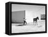 Pferd-Traum 6, 2015-Jaschi Klein-Framed Stretched Canvas