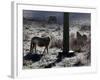 Pferde Im Winterfell Grasen Auf Einer Raureifueberzogenen Weide Am Titisee-Winfried Rothermel-Framed Photographic Print