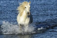 Camargue Sunrise-PH Burchett-Mounted Photographic Print