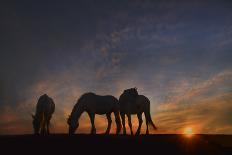 Camargue Sunrise-PH Burchett-Stretched Canvas