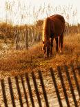 Camargue Sunrise-PH Burchett-Laminated Photographic Print