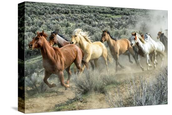 Stretched Canvas Print, , large