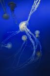 Jellyfishes on Dark Blue Background-PH OK-Laminated Photographic Print