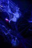 Jellyfishes on Dark Blue Background-PH OK-Laminated Photographic Print