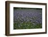 Phacelias on Rügen-Mandy Stegen-Framed Photographic Print