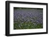 Phacelias on Rügen-Mandy Stegen-Framed Photographic Print