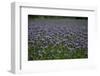 Phacelias on Rügen-Mandy Stegen-Framed Photographic Print