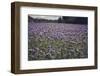 Phacelias on Rügen-Mandy Stegen-Framed Photographic Print