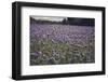 Phacelias on Rügen-Mandy Stegen-Framed Photographic Print