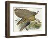 Phadianidae. Argusianus Grayli, 1870-1872-Daniel Girard Elliot-Framed Giclee Print