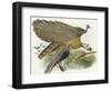 Phadianidae. Argusianus Grayli, 1870-1872-Daniel Girard Elliot-Framed Giclee Print