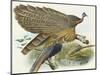 Phadianidae. Argusianus Grayli, 1870-1872-Daniel Girard Elliot-Mounted Giclee Print